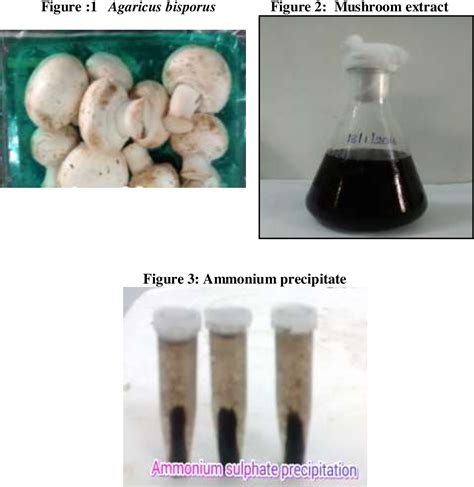 Isolation and Characterisation of Mushroom Tyrosinase and Screening of ...