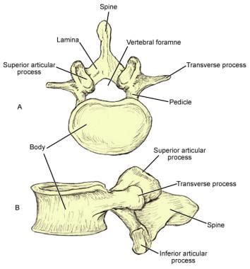 Lumbar Spine Anatomy: Overview, Gross Anatomy, Natural Variants