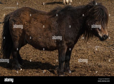 Birds Hill Manitoba Canada Stock Photo - Alamy