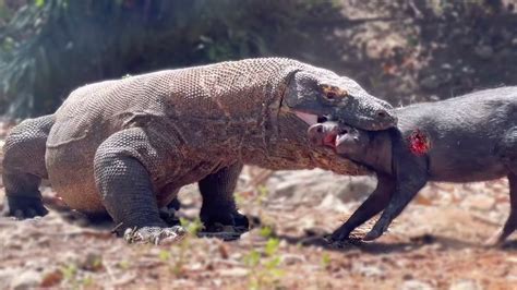 The Komodo Dragon's Bite Force Paralyzes The Wild Boar Alive | Komodo ...