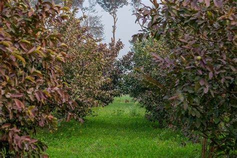 Premium Photo | Guava fruit tree in an organic tropical garden