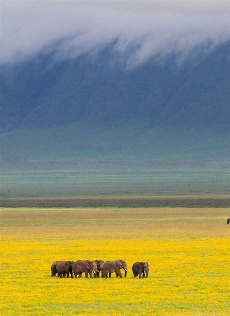 Ngorongoro Conservation Area || Ongeri Expeditions