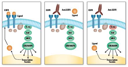 EGFR Signaling Pathway | Leaders in Pharmaceutical Business ...