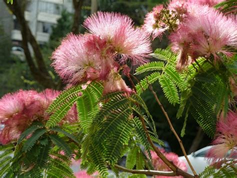 How to Grow a Mimosa Tree From Seeds - Dengarden