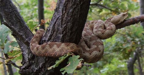 VIDEO: Large Poskok Vipers Seen and Filmed in Vodice - Total Croatia