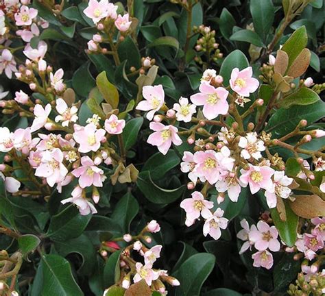 Dwarf Pink Indian Hawthorn | Calloway's Nursery