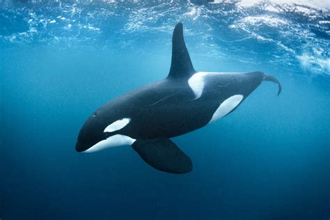 best orca killer whale underwater photos | George Karbus Photography