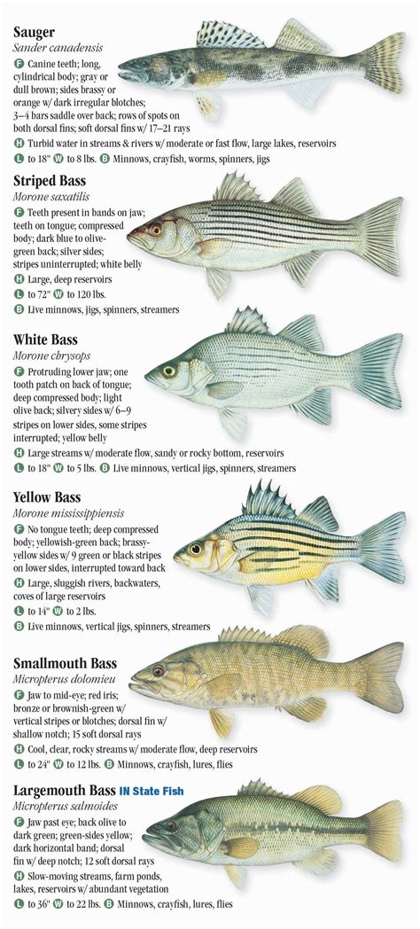 Freshwater fish identification - hoolifa