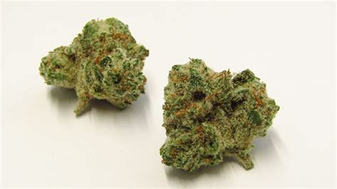 Super Boof Strain Review | Westword