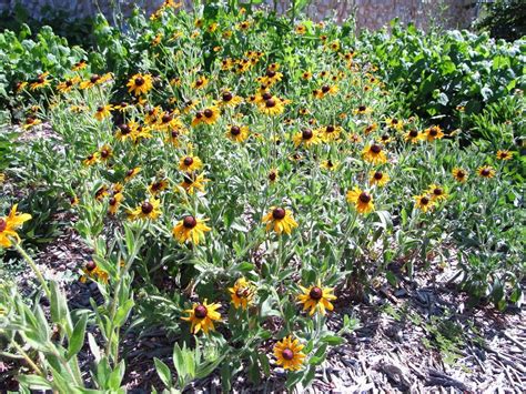 Texas Wildflowers in the Wildflowers forum - Garden.org