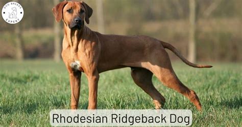 How Do Rhodesian Ridgeback Hunt