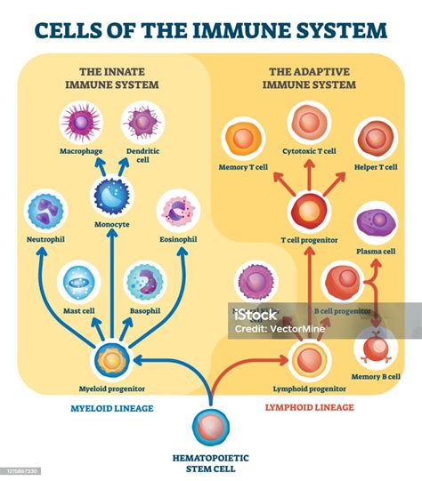 Immune System Cells Vector Illustration Labeled Educational Division ...