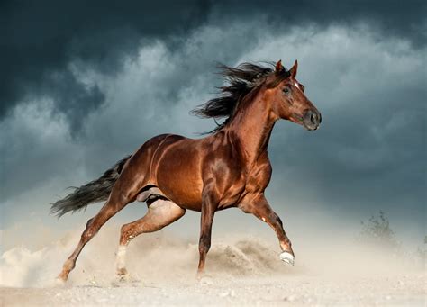 10 Most Beautiful Horse Breeds - 10 Most Today