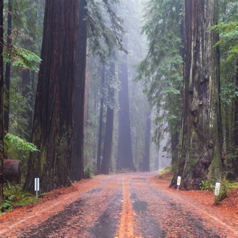 10 Important Ranger Tips For Visiting Redwood National Park | TravelAwaits