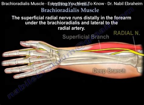 Brachioradialis Reflex