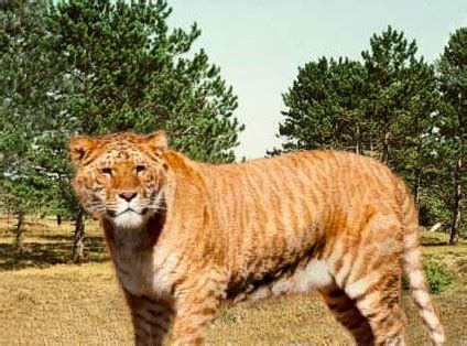 Liger - Wiki; Image ONLY