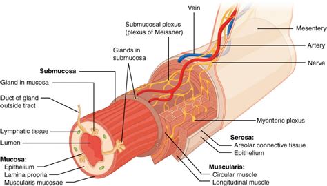 Overview of the Digestive System | Anatomy and Physiology II