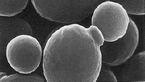 Saccharomyces cerevisiae a.k.a Budding/Baker’s/Brewer’s Yeast