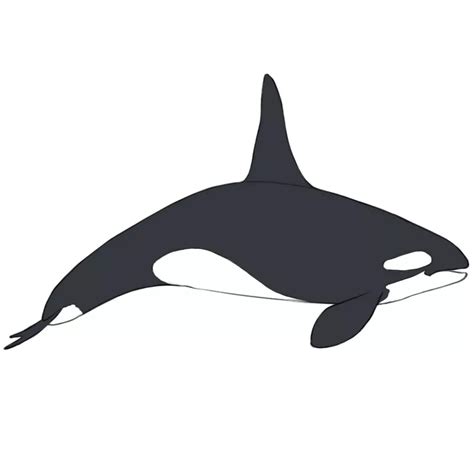 Killer Whale Drawings Kids