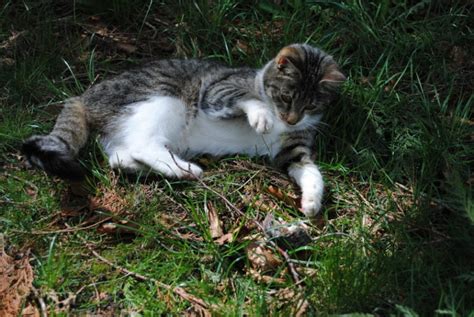 What Do Feral Cats Eat in the Wild? (Complete Guide) | Pet Keen