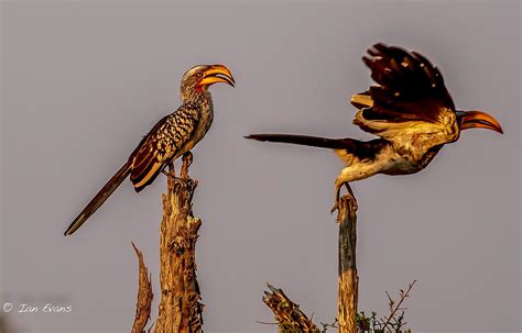 Birds of the Okavango Delta Botswana :: Behance