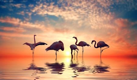 Flamingo Sunset - Birds & Animals Background Wallpapers on Desktop ...