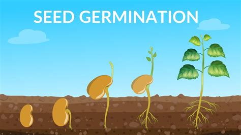 Seed Germination | How Does A Seed Become A Plant - YouTube