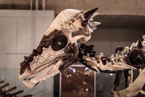 Pachycephalosaurus Pictures - AZ Animals