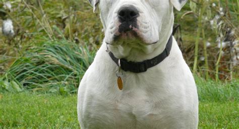 American Bulldog Pitbull Mix Puppies Picture - Dog Breeders Guide