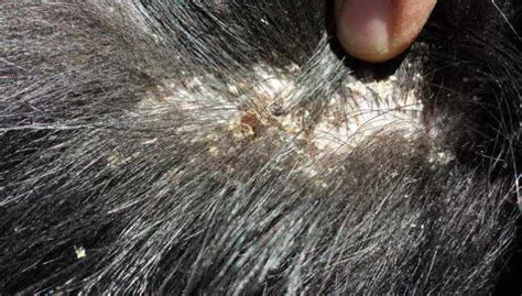 Dog Itchy Skin Hair Loss.Hair Loss And Scabs On Dogs Skin Dog Has Dry ...