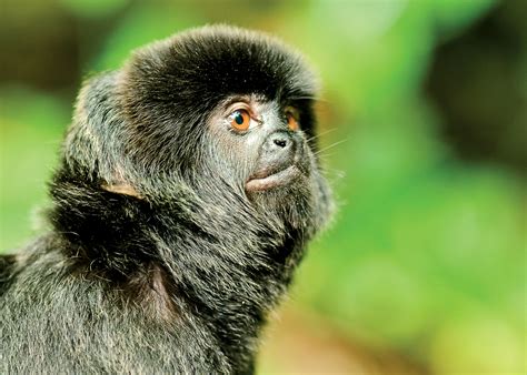 New World monkey origins | Science