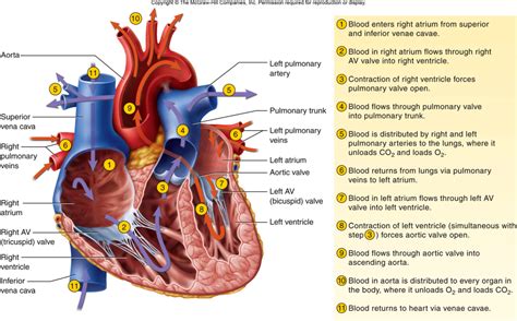 Flow through the heart Nursing Student Tips, Nursing School Studying ...