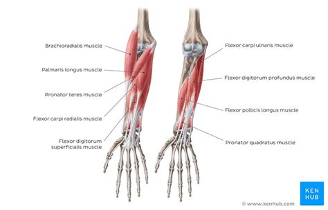 Elbow and forearm: Forearm muscles and bones anatomy | Kenhub