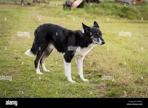 Can A Australian Kelpie Live In Niger