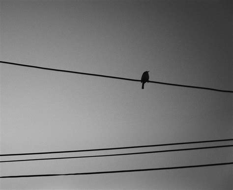 Two Birds on a Wire by likepianomusic on DeviantArt