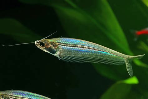 Glass Catfish: The Complete Care And Breeding Guide - Fishkeepingfans.com