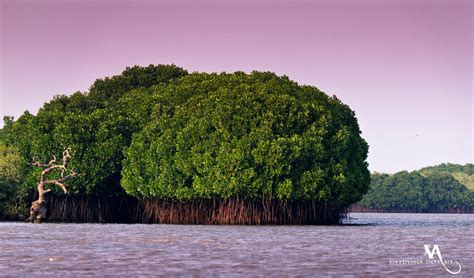 Pichavaram Mangrove Forest, India