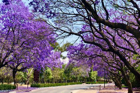 Jacaranda Tree Plant