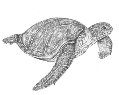 How to Draw a Sea Turtle Step by Step - Let's Draw Today