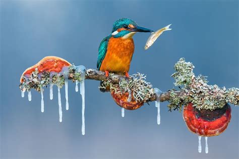 What Is The International Nature Photography Awards?