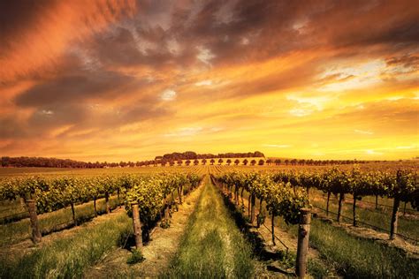 Barossa Valley Wineries Tour - Distant Journeys