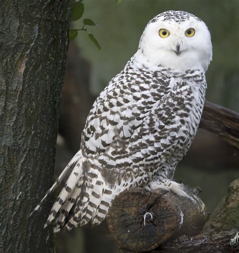 Habitat of Snowy Owls: Exploring the Cold Places They Live In