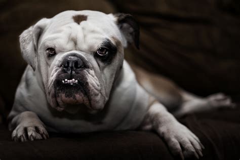 The 16 Grumpiest Dogs on the Internet | The Dog People by Rover.com