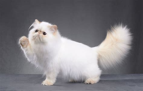 Persian Cat: Breed Profile, Characteristics & Care