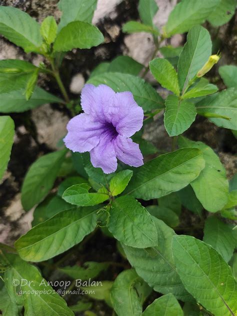 Ruellia tuberosa L. | Plants of the World Online | Kew Science