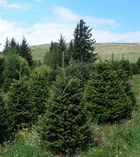 Fraser Fir Seedlings – Dry Rock Trees & Nursery