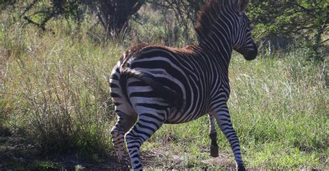 Photography of a Zebra Running · Free Stock Photo