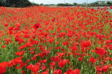 In Flanders fields...Thousands of poppies bloom as Porthcawl ...