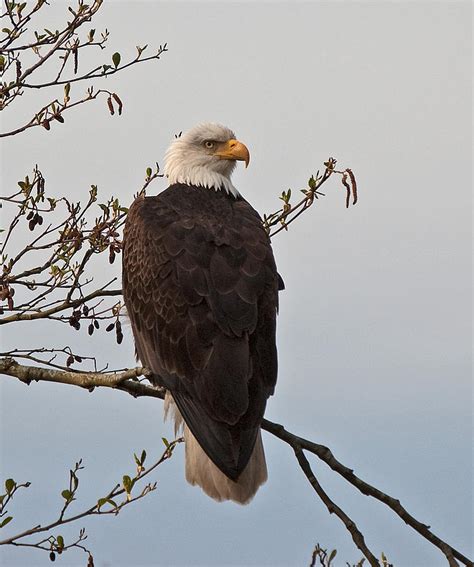 Bald Eagle Sitting on Branch-Hans-n-01 Photograph by Irvin Damm - Fine ...