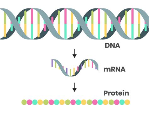 mRNA - Knowledge Ecology International